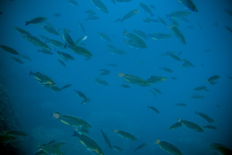 Cyprichromis sp. 'dwarf jumbo' Mawimbi